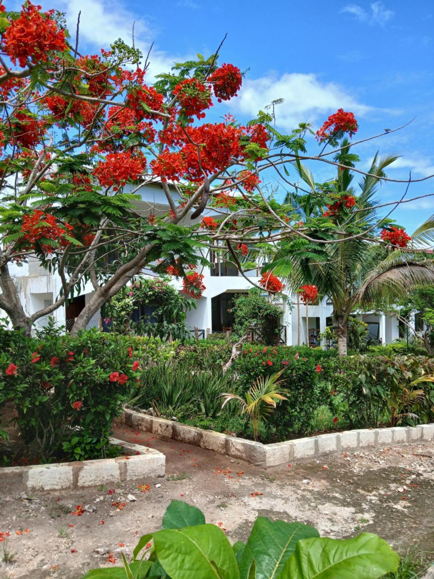 Majani Breeze Villa Nungwi Kültér fotó