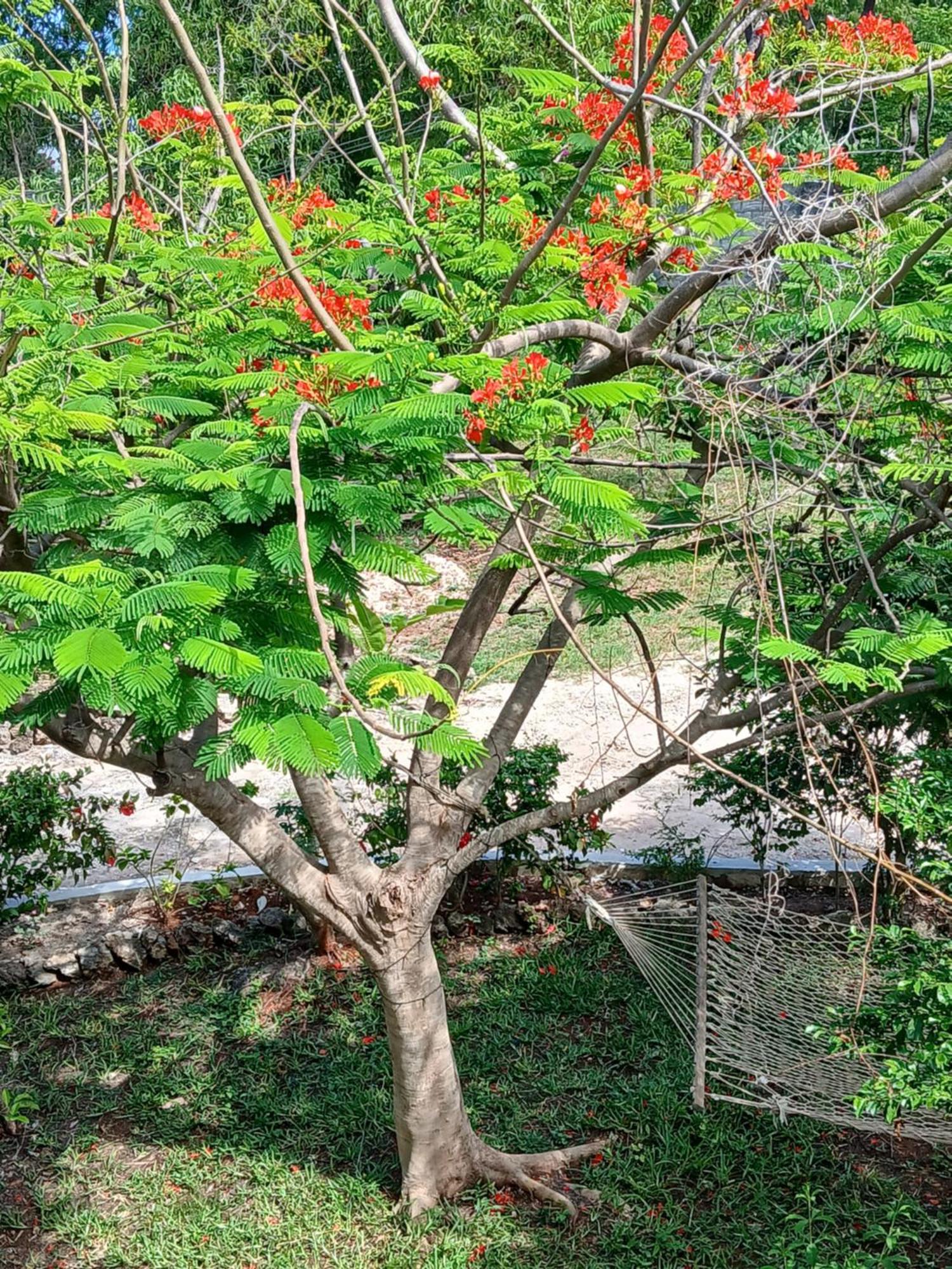 Majani Breeze Villa Nungwi Kültér fotó